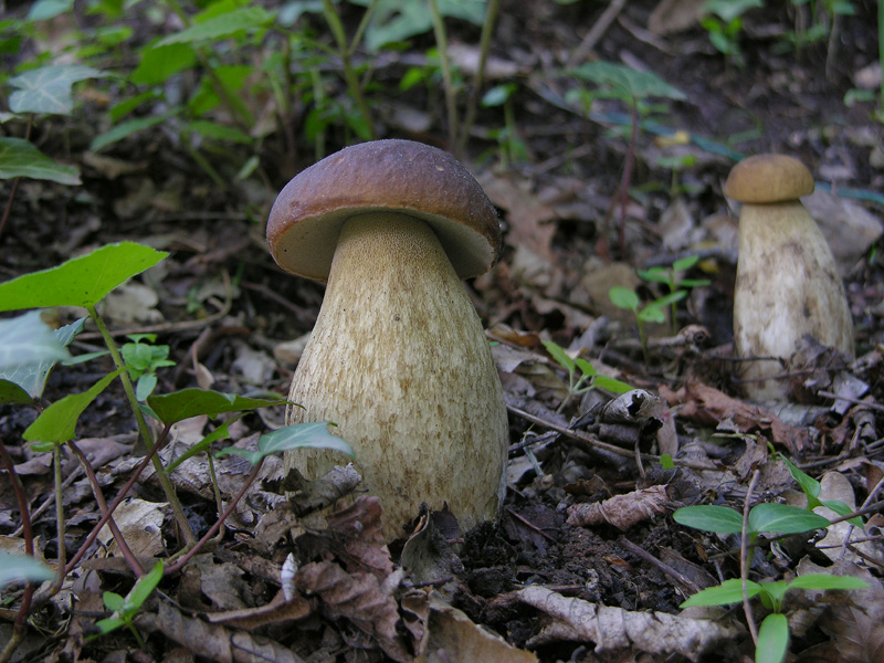 Funghi di oggi.